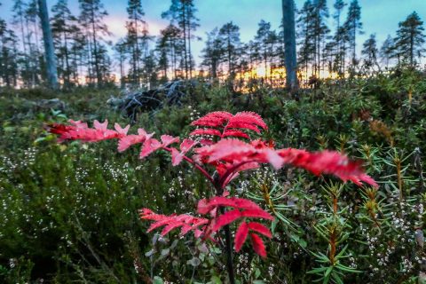 Syksyinen metsä, uutiskirje syyskuu 2021
