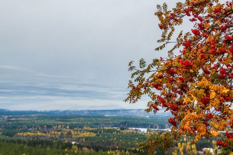 Saukkovaara_lokakuu_uutiskirje_verkkosivu