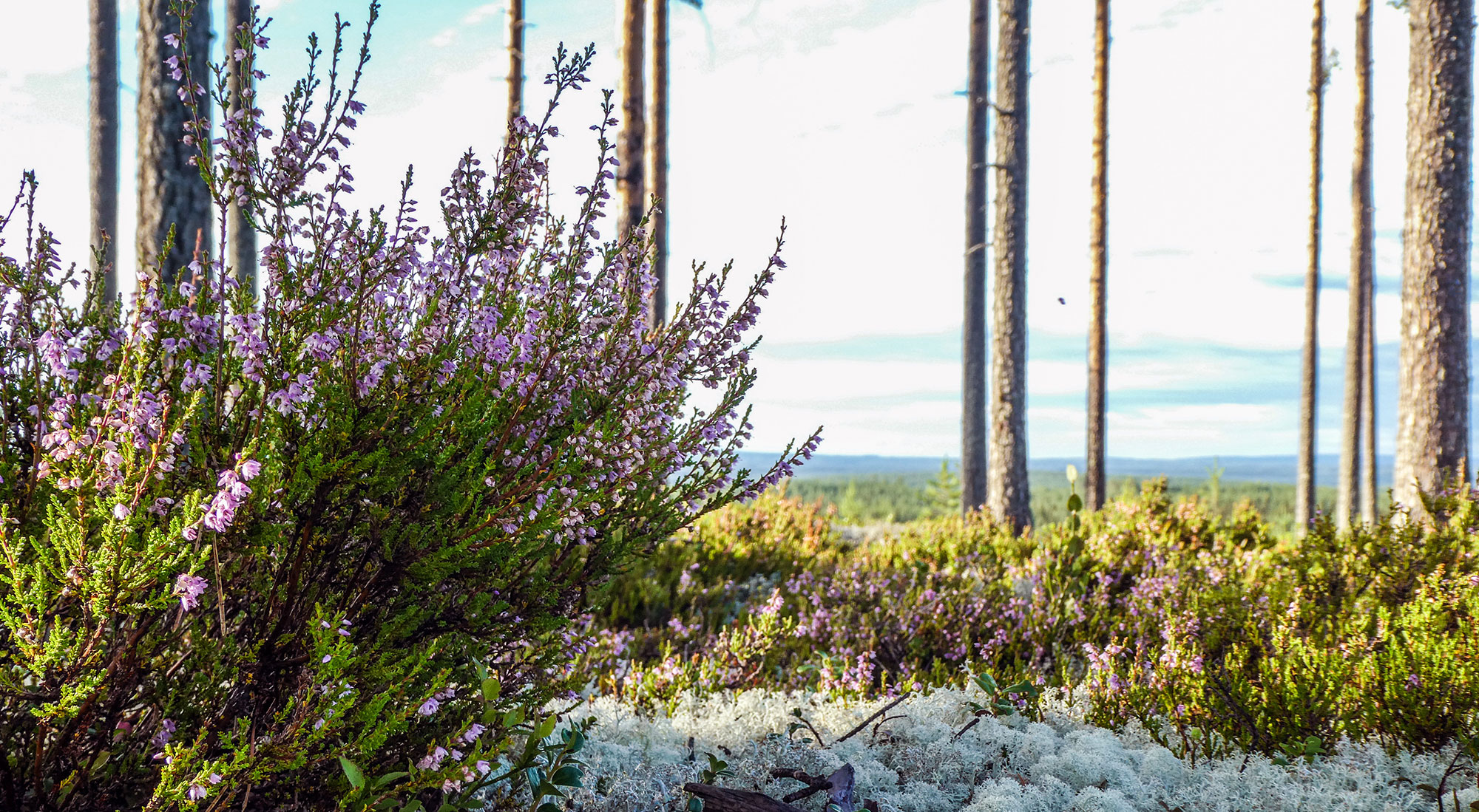 Kanervaa ja jäkälää kainuulaisessa vaaramaisemassa.